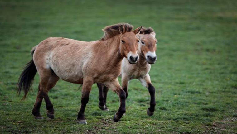 Wild Przewalski’s horses return to Kazakhstan after two centuries