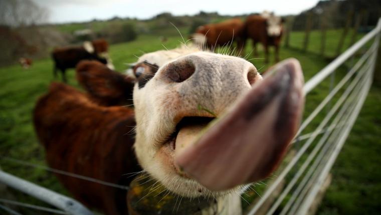 New Zealand cancels 'burp tax' on livestock following farmer backlash