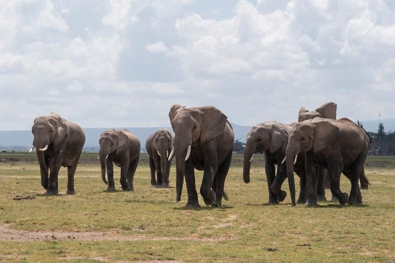 Elephants walk in Kenya