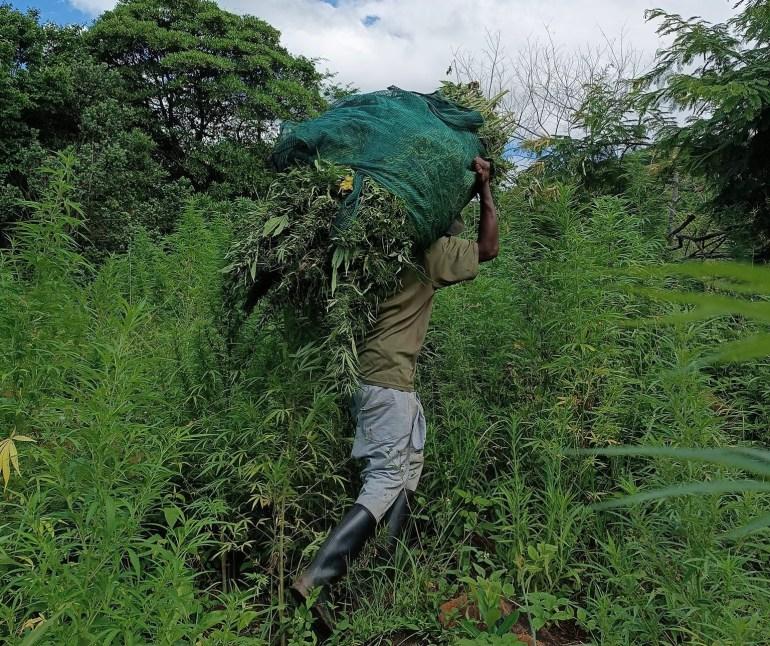 A man collecting and carrying cannabis leaves in the Hhohho region of Eswatini.