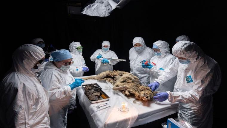 Russian scientists perform examination on 44,000-year-old wolf carcass