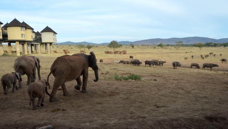 Unconventional Methods Address Human-Elephant Conflicts in Tanzania