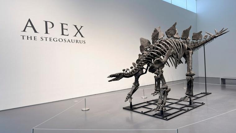 Apex: Largest stegosaurus skeleton ever found to be auctioned for millions