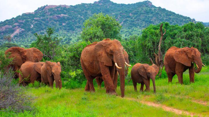 Do elephants really communicate by name?