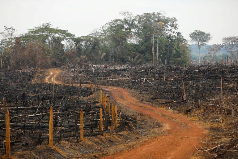 Deforestation Reduction in Colombia Hits Record Low